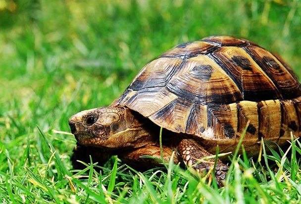 tortoise-thumbnail.jpg