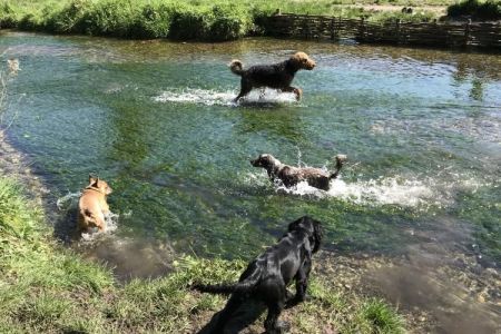 Four Legged Friends Petcare - dogs on country walk in a stream.jpg