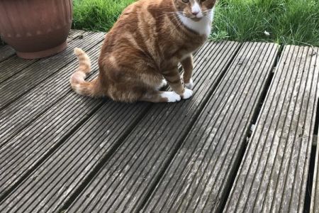 Four Legged Friends Petcare - ginger cat on decking.jpg