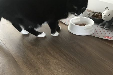 Four Legged Friends Petcare - black cat eating dinner.jpg