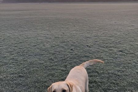 Four Legged Friends Petcare - happy dog in frosty field.jpg