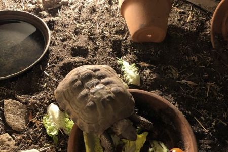 Four Legged Friends Petcare - tortoise eating his dinner.jpg
