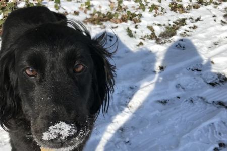 Four Legged Friends Petcare - black dog in snow.jpg